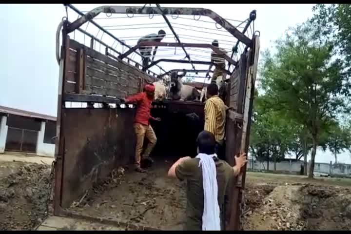 Police caught 34 bovine trucks