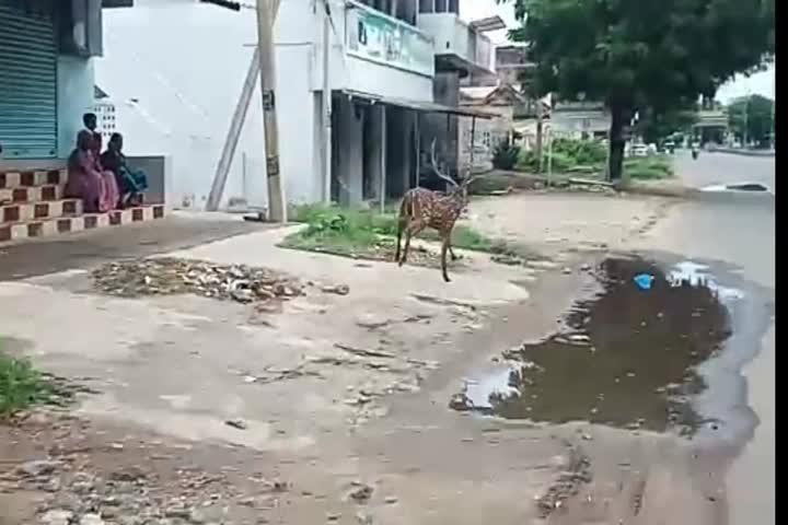 spotted deer roaming the road in Perambalur