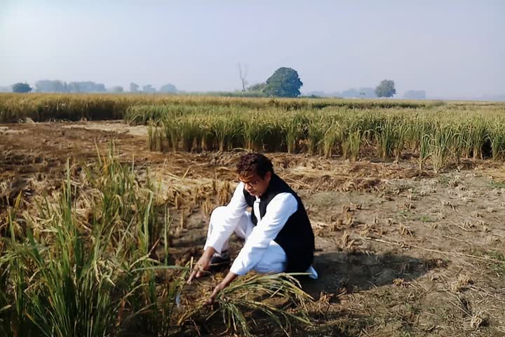 Uttar Pradesh bypolls: Candidate polishes shoes to woo voters