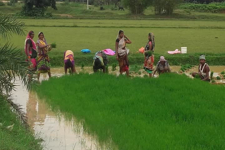 Farmers engaged in paddy cultivation due to not organised of Shravani Mela