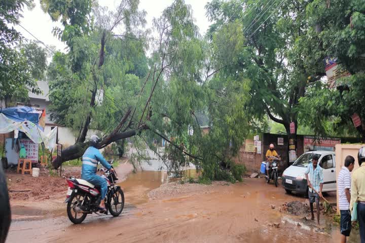 Trees fell on road in heavy storm and rain in ranchi