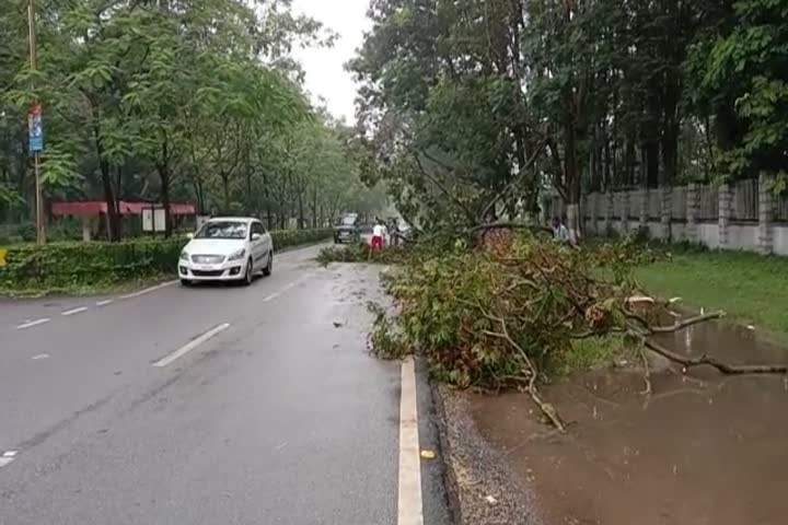 Trees fell on road in heavy storm and rain in ranchi