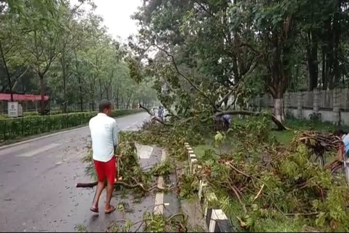 Trees fell on road in heavy storm and rain in ranchi