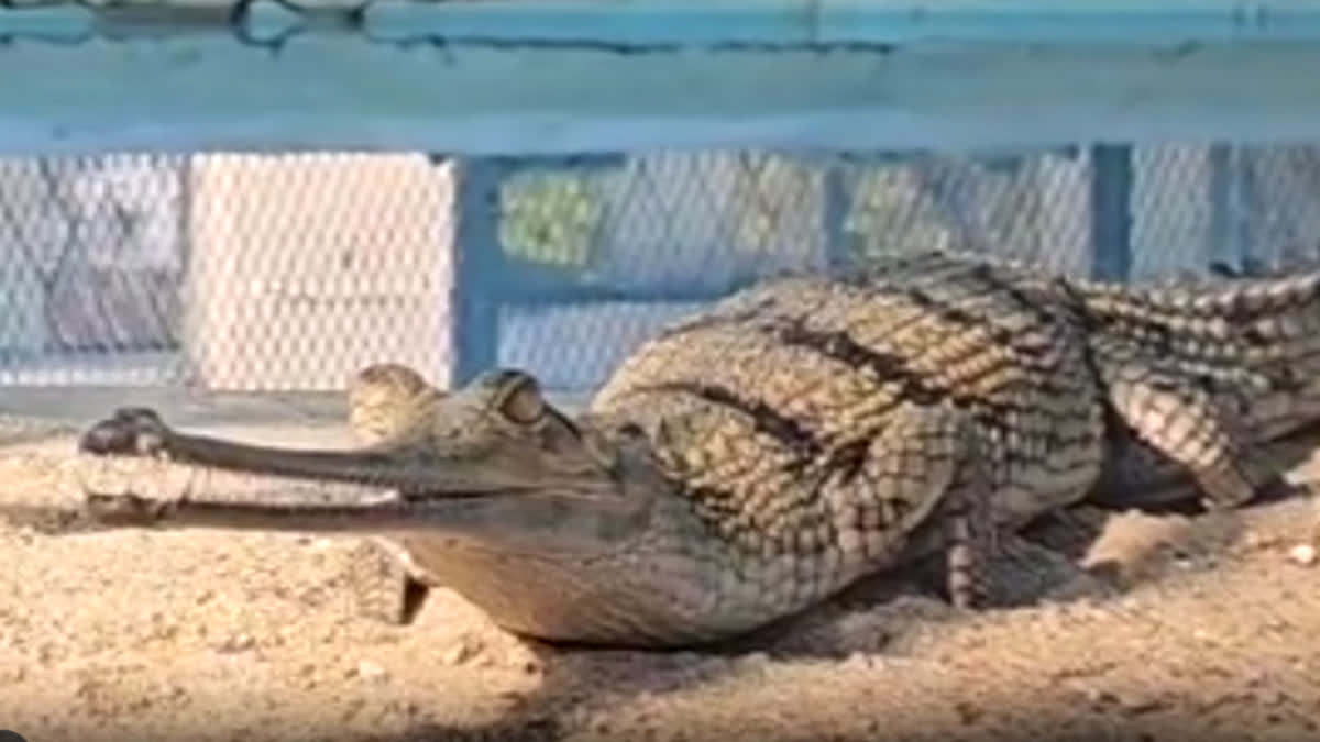 27 Alligators released in Chambal River