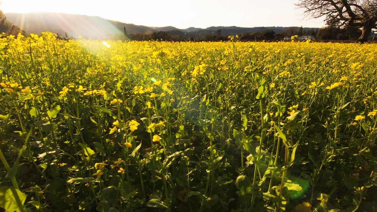 Mustard greens News