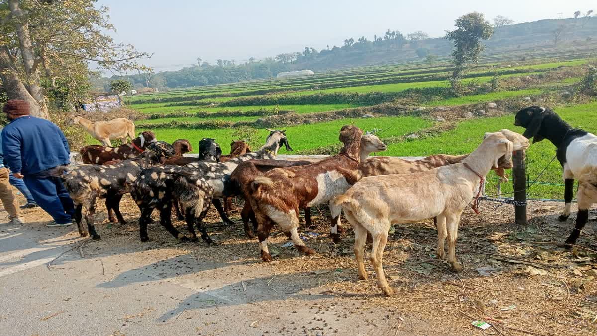 Etv Bharat