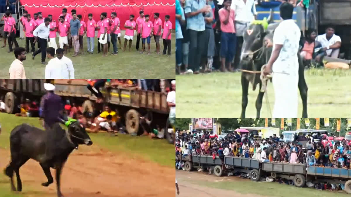 jallikattu competition held for the first time in sri lanka