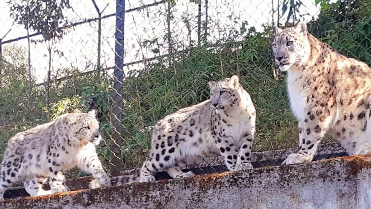 দার্জিলিং চিড়িয়াখানা