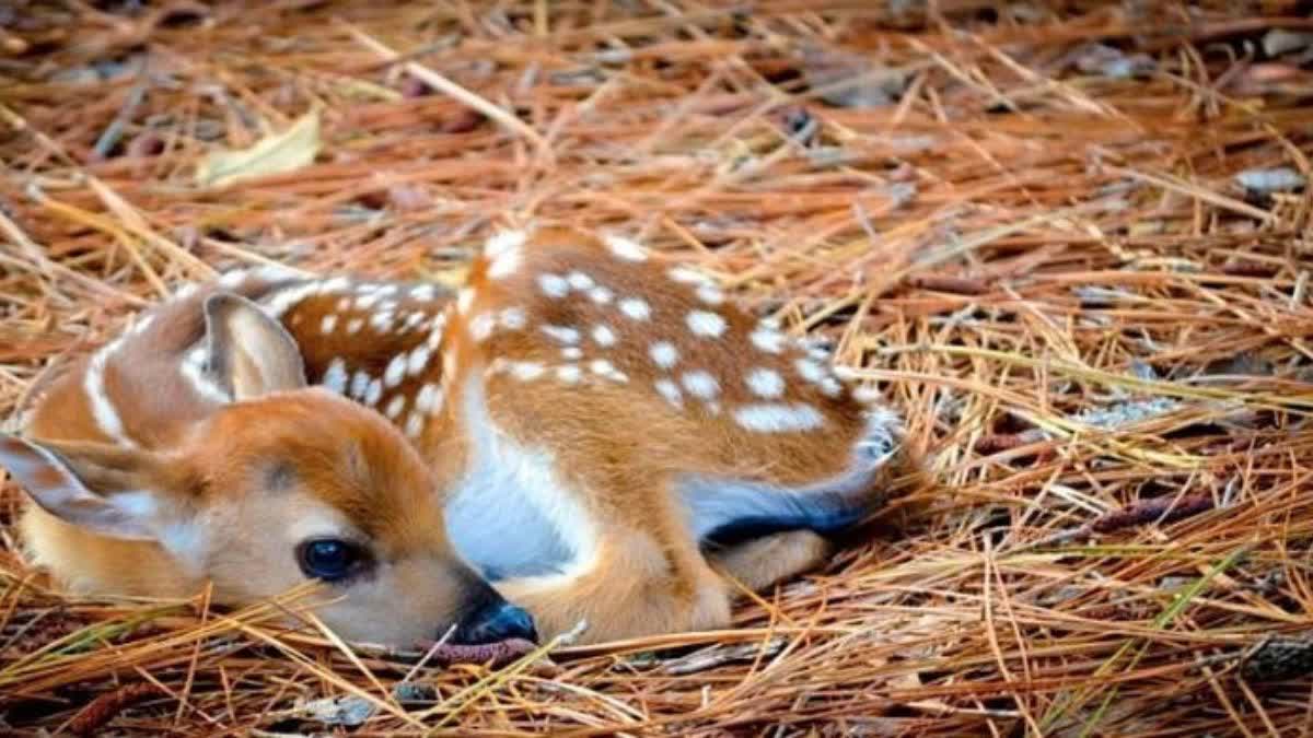 baby deer entered the house to escape from dogs