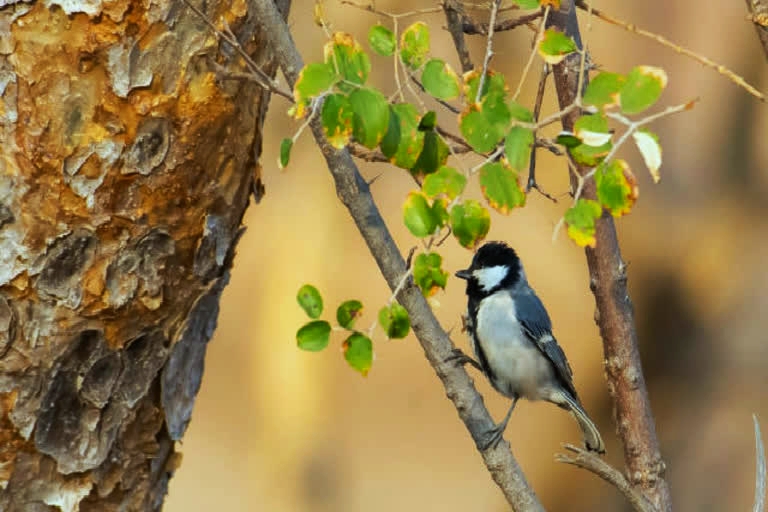 Bandhavgarh Bird Survey
