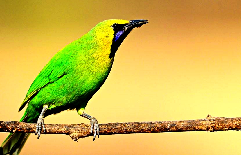Bandhavgarh Bird Survey