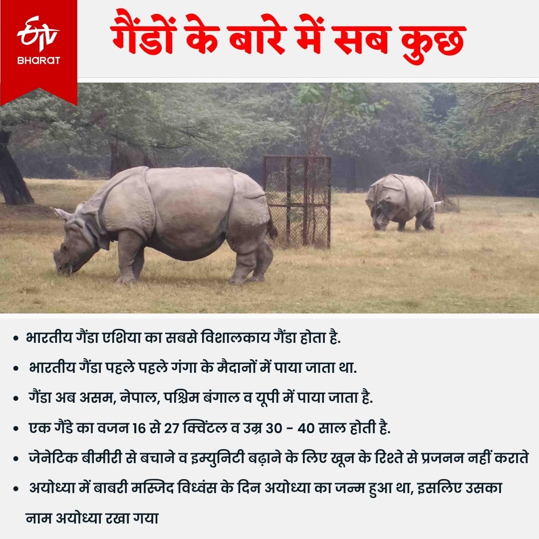 Delhi Zoo में असम से लाया जाएगा मेल गैंडा