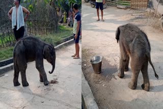 Baby elephant in village