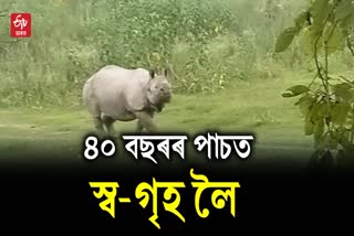 rhinos in bura chapori and laokhowa wildlife sanctuary