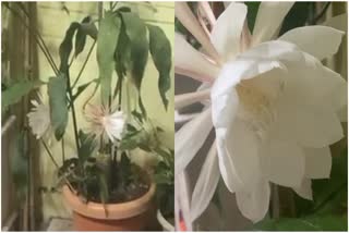 Blooming Brahma Lotus In Nizamabad