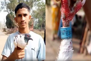 spy pigeon caught in bhadrak