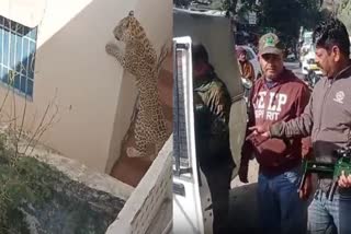 Panther came to residential colony