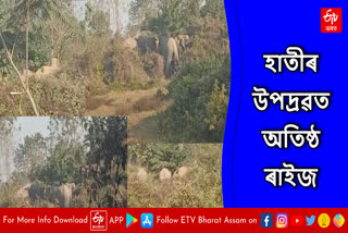 elephant terror in Baksha