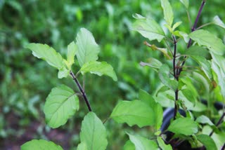 Tulsi farming in MP