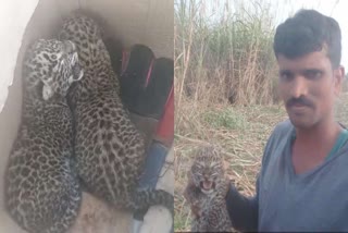 two-leopard-cubs-were-found-in-the-sugarcane-field-in-mysuru