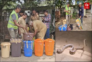 இடவசதி இல்லாத காரணத்தினால் வ.உ.சி பூங்காவில் இருந்த பாம்புகள் சிறுவாணி வனப்பகுதிக்கு இடமாற்றம்