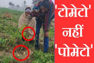 Tomatoes grow on potato Charkhi Dadri farmers surprised tomato not Pomato