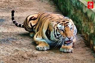 tiger menace in majuli