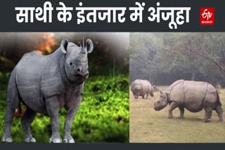 Delhi Zoo में असम से लाया जाएगा मेल गैंडा