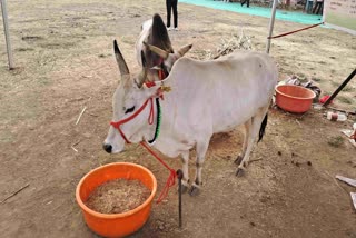 Punganur Cattle