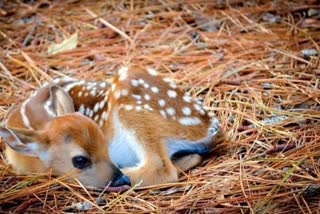 baby deer entered the house to escape from dogs