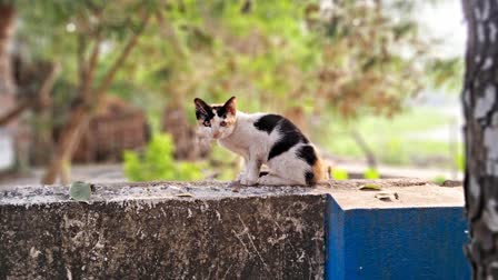 কলকাতা পুলিশ খুঁজে দিল হারিয়ে যাওয়া 'মেনি'কে