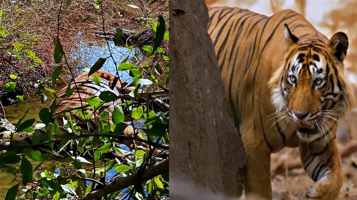 TIGRESS DIED IN PENCH TIGER RESERVE