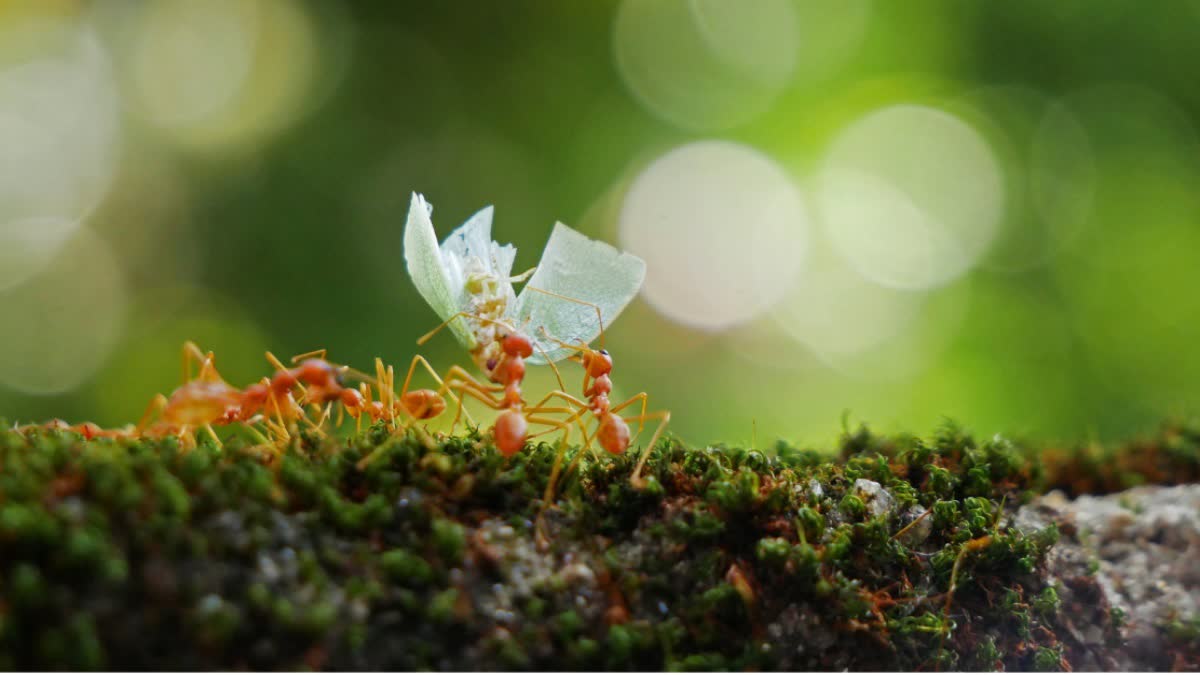 Ants Group decision-making