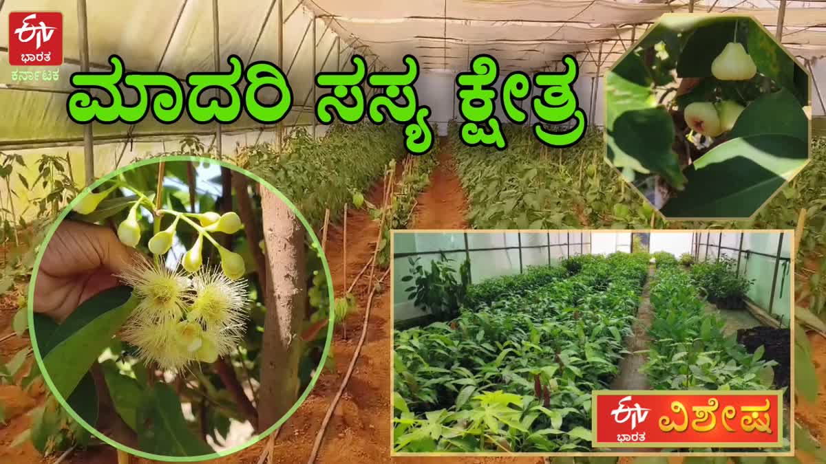 shedegali horticulture farm khanapur