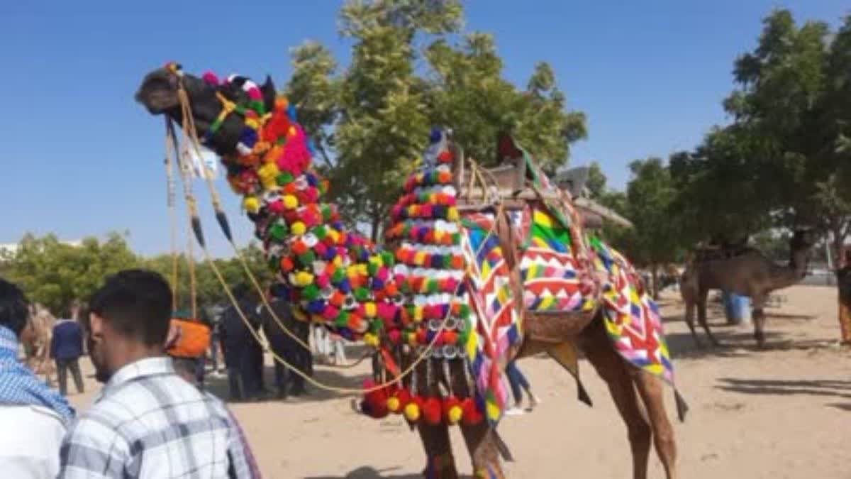 CAMEL FESTIVAL IN BIKANER