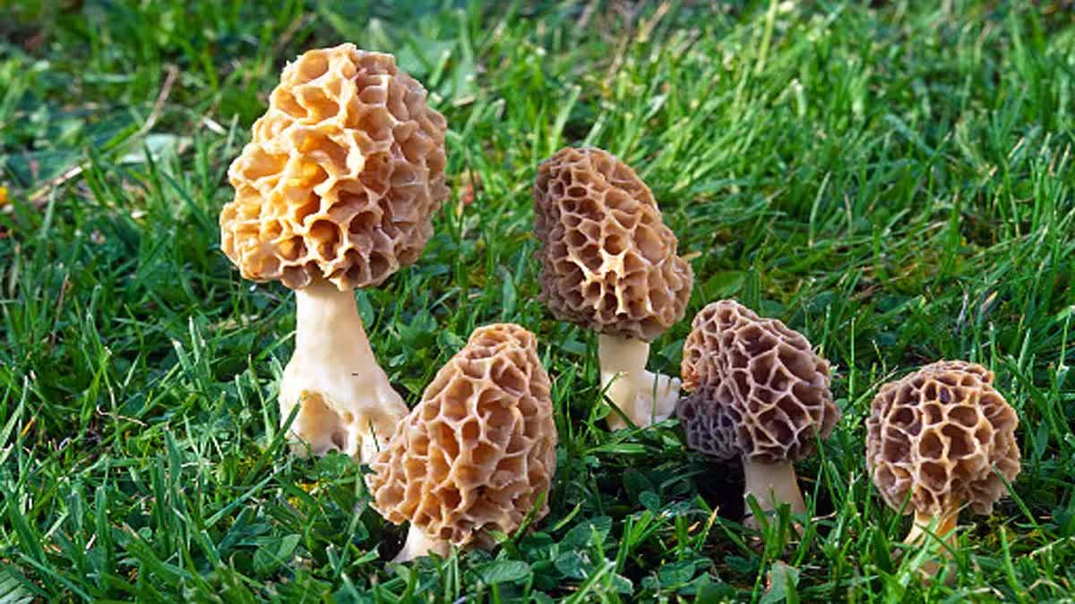 Himachal Pahadi Mushroom Gucchi