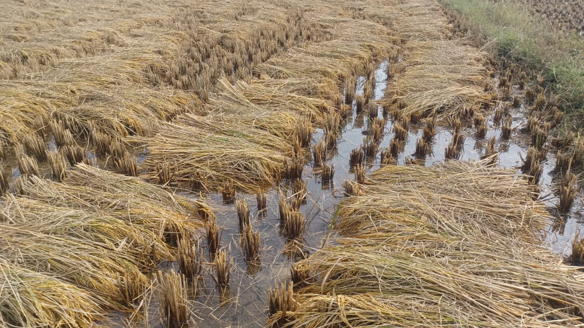 Sambalpur Registers Another Farmer Suicide Allegation Over CropLoss