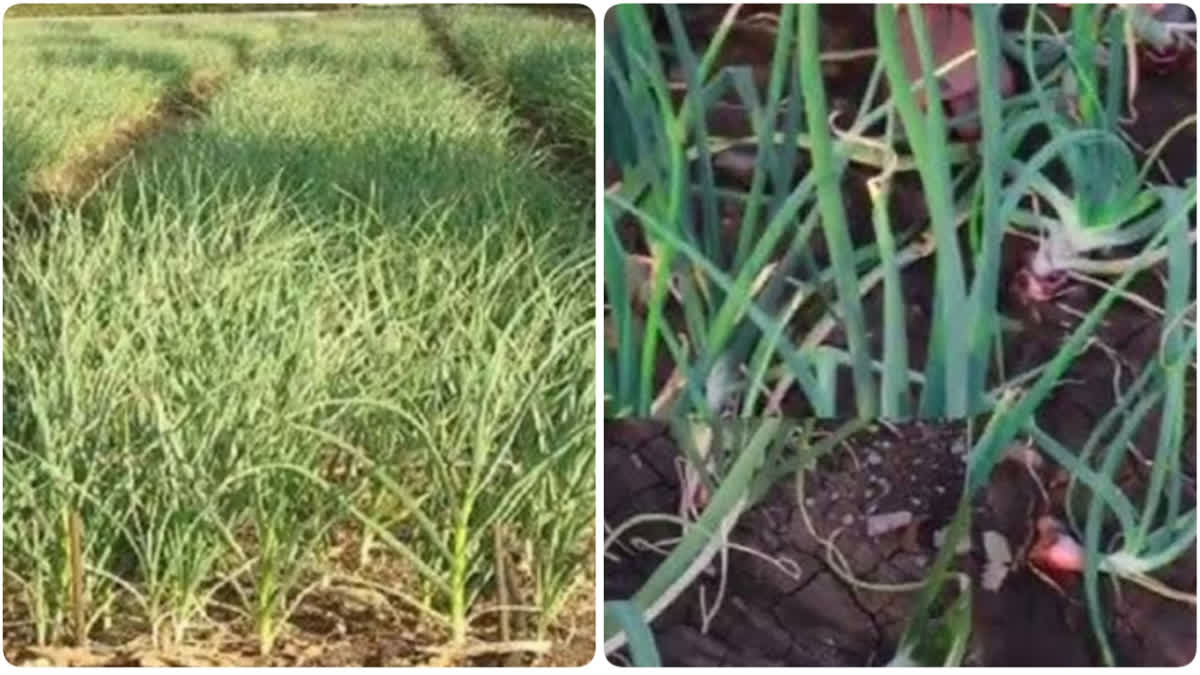 Garlic and onion harvest