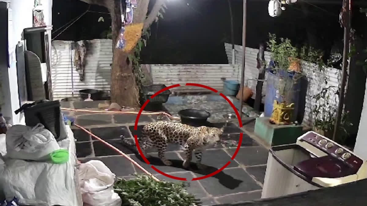 A Leopard Entered The House