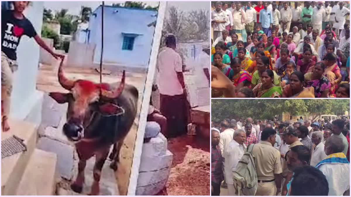 two_villagers_dispute_for_buffalo_in_anantapur_district