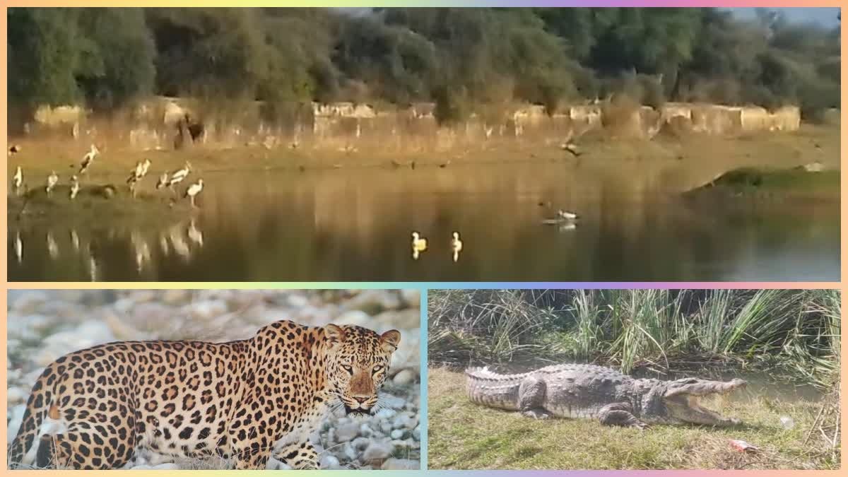 Birds festival in Sariska