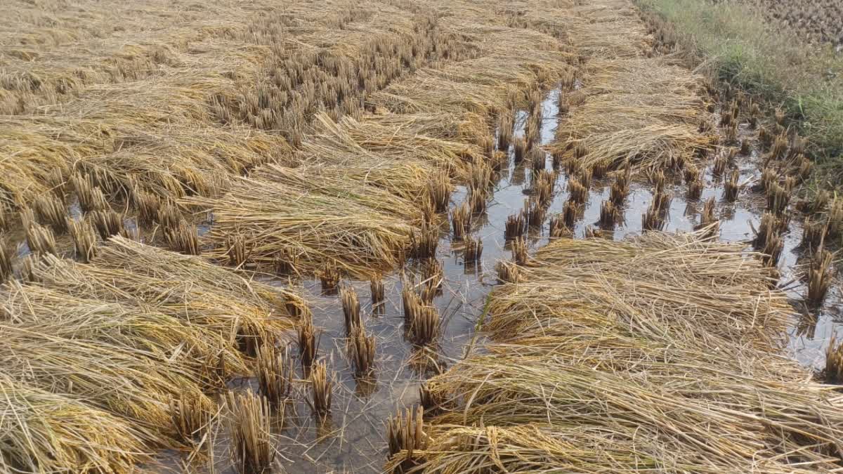 Farmer Deaths In Odisha Over Crop Loss due to unseasonal rains in state