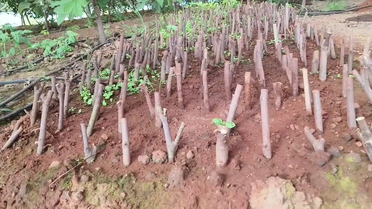 shedegali horticulture farm khanapur