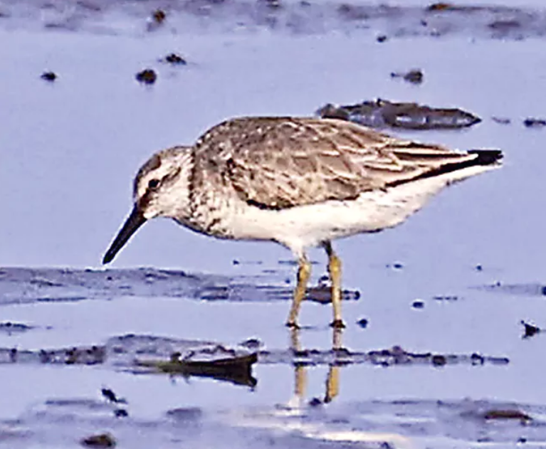 Great Knot