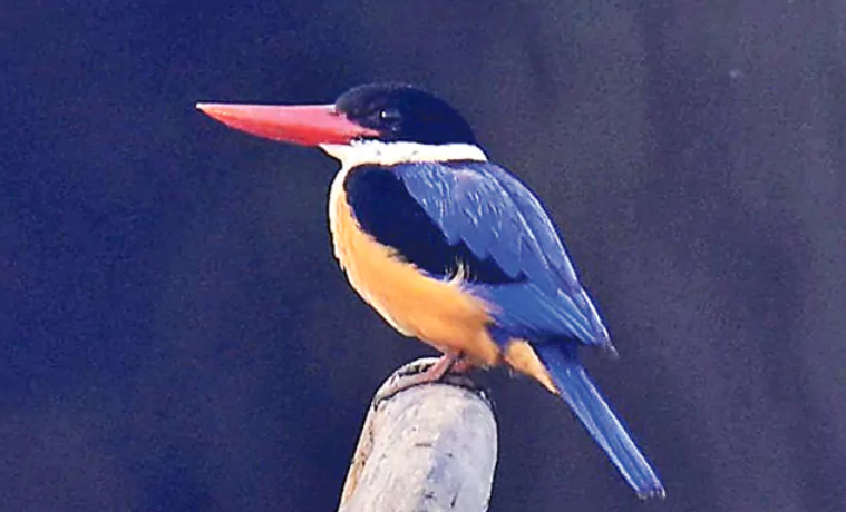 king Fisher