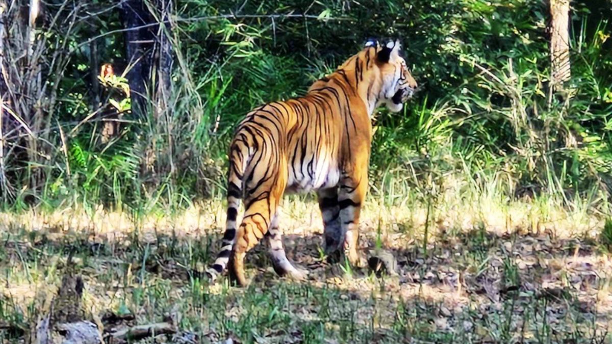 Bagaha Tiger Rescue