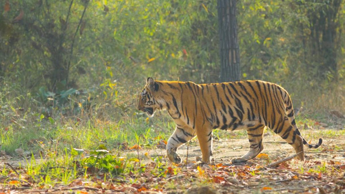 Bagaha Tiger Rescue