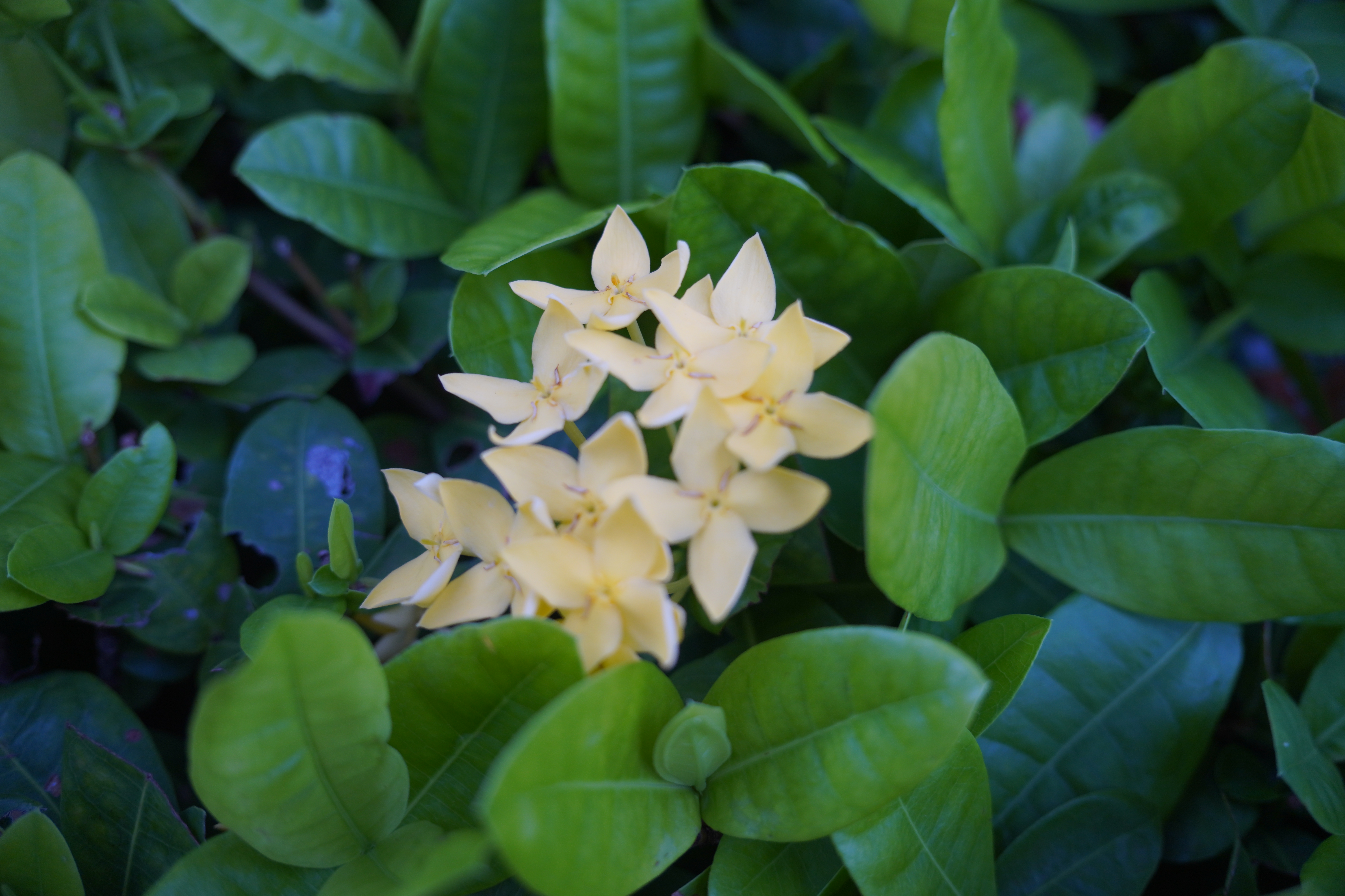 IXORA PLANT GROWING TIPS  ചെത്തി ഇന്‍ഡോറില്‍ വളര്‍ത്താം  AGRICULTURE NEWS MALAYALAM  IXORA FLOWERING TIPS