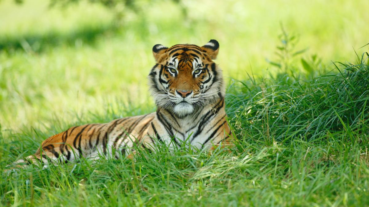 SHAHDOL TIGERS SEARCHED TERRITORY