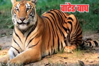 tiger footprints found in lucknow rehman kheda but no location.